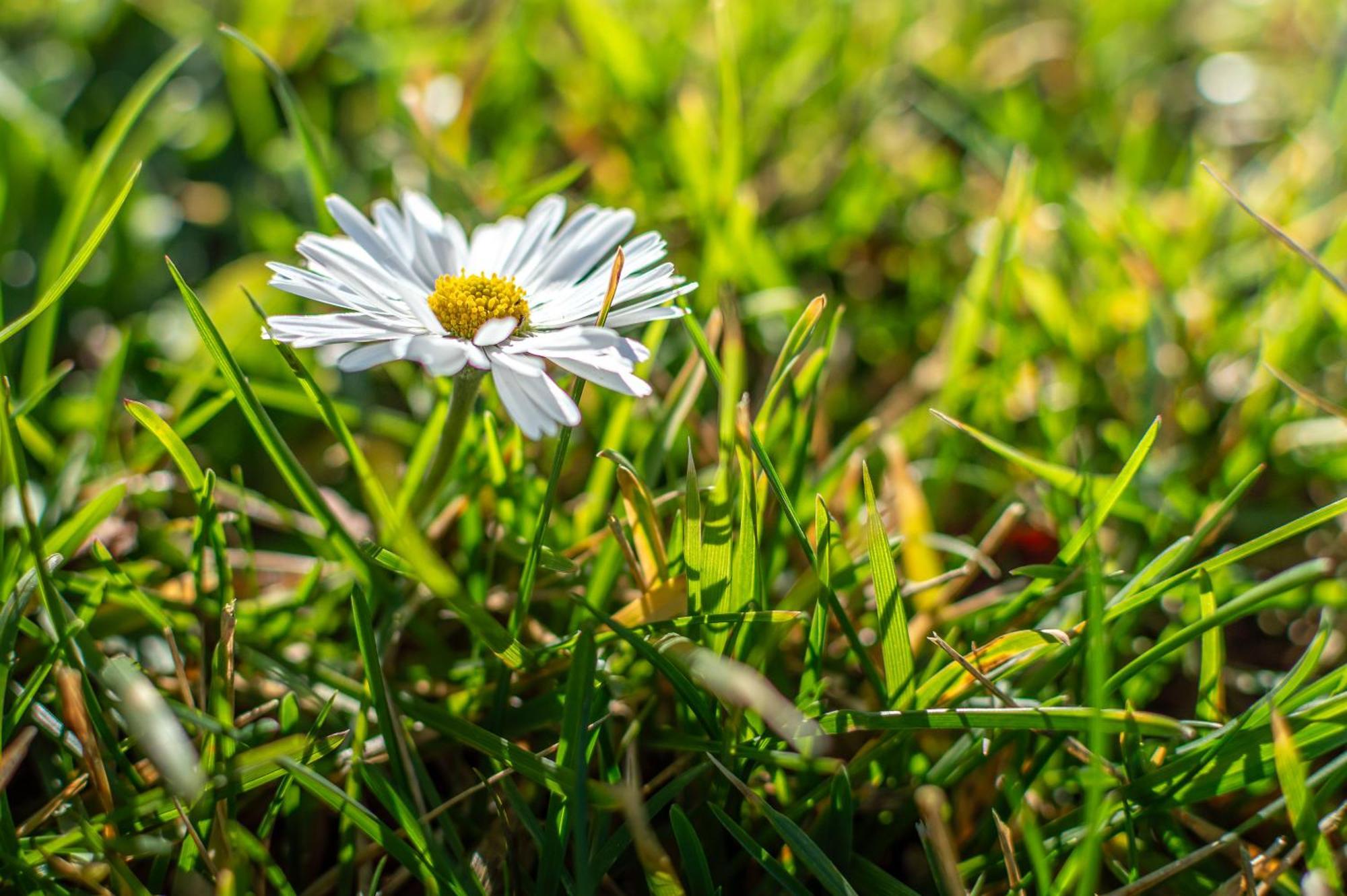 Вилла Sunflower Con Vista Su Siena Корсано Экстерьер фото