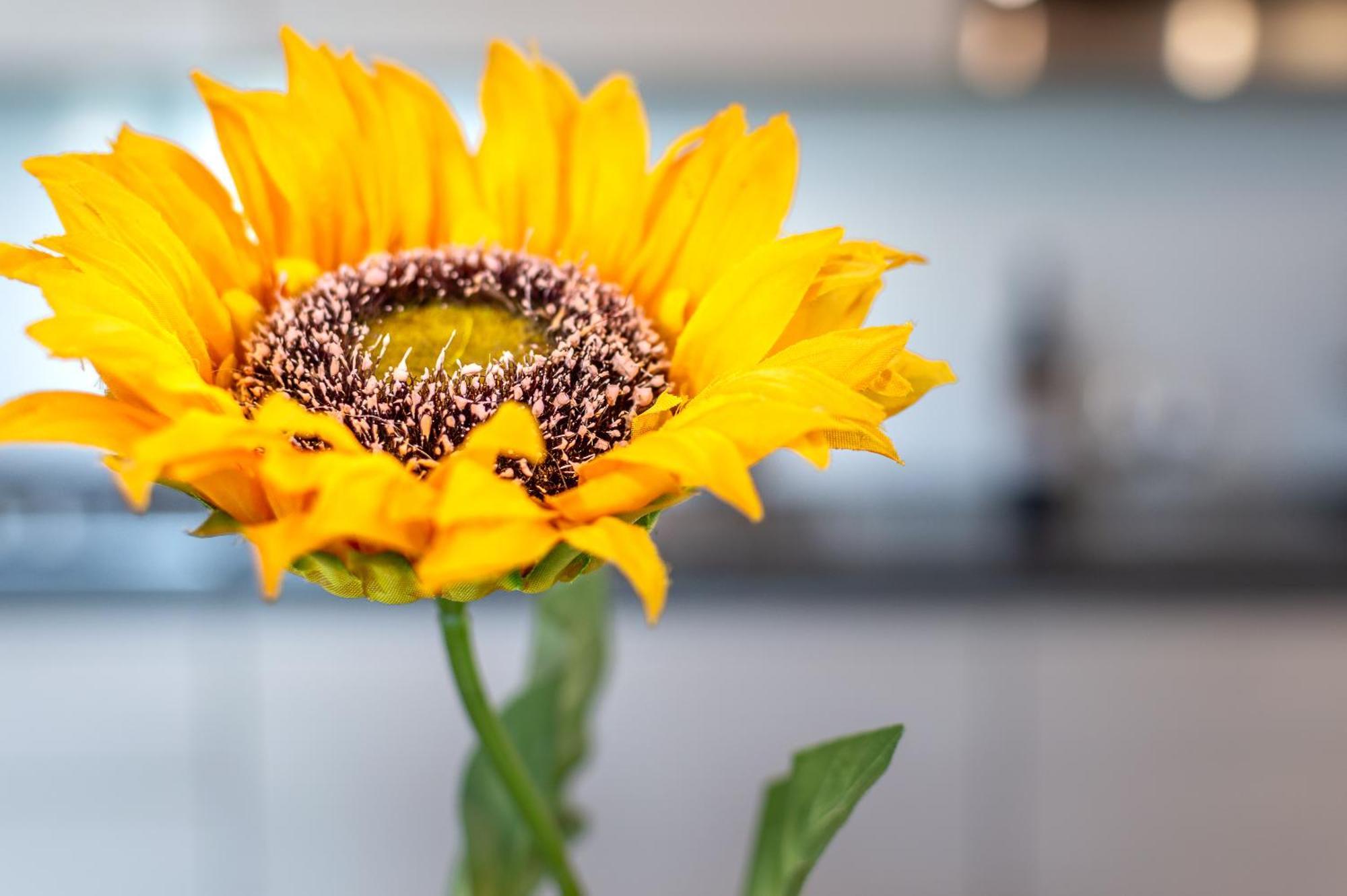 Вилла Sunflower Con Vista Su Siena Корсано Экстерьер фото